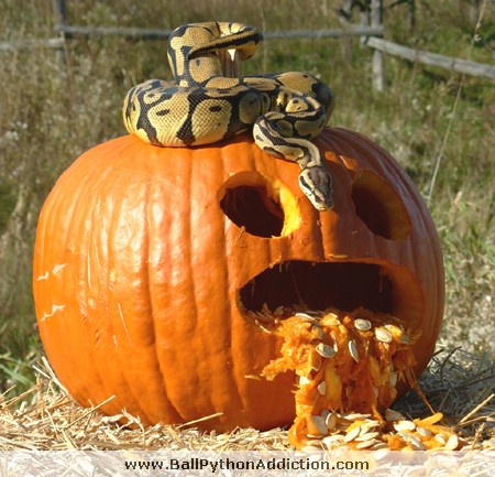Sometimes pumpkins and snakes don'y mix that well.