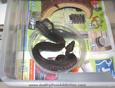 A quarantined snake — WAIT!!! That's not a ball python. LOL!!!