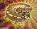 Burst Series Wallpaper - Ball Python Spider Morph