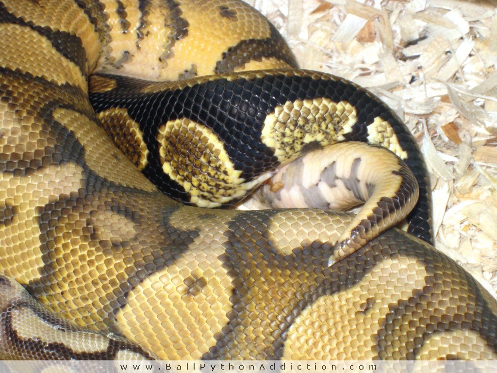 ball python reproduction