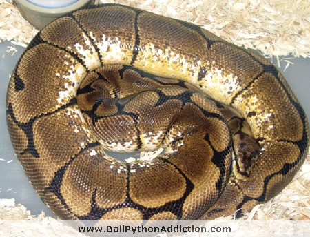 Female Ball Python, Laying Cold, Building Folicles