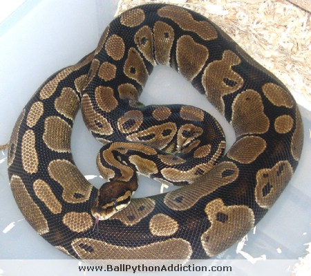 Female Ball Python, Laying Cold, Building Folicles