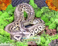 Moss Series Wallpaper - Ball Python Pewter Morph