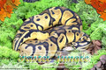 Moss Series Wallpaper - Ball Python Pastel Jungle Morph